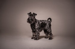 Zwergschnauzer