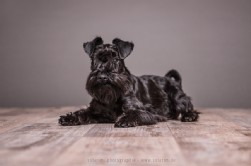 Zwergschnauzer