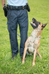 Polizei Hund