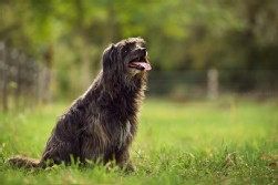 berger des pyrénées