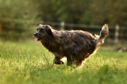 berger des pyrénées
