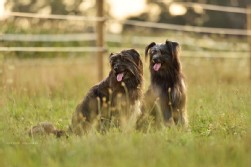 berger des pyrénées berger des pyrénées