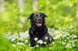 Labrador Mix Labrador Mix