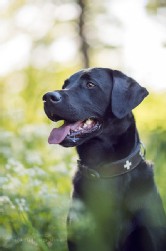 Labrador schwarz
