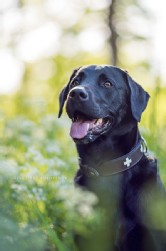 Labrador schwarz