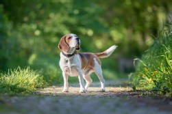 Beagle