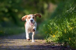 Beagle