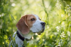 Beagle