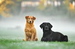 Labrador schwarz + Mix