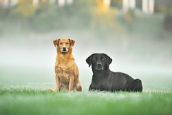 Labrador schwarz + Mix Labrador schwarz + Mix