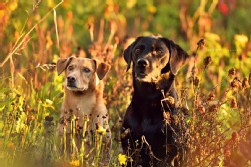 Labrador schwarz + Mix Labrador schwarz + Mix