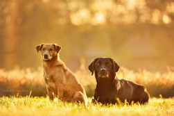 Labrador schwarz + Mix Labrador schwarz + Mix