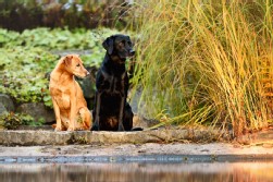Labrador schwarz + Mix Labrador schwarz + Mix