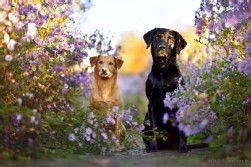 Labrador schwarz + Mix