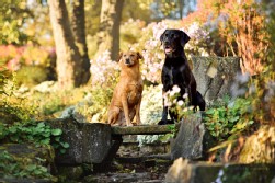 Labrador schwarz + Mix