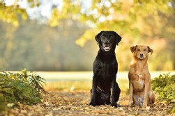 Labrador schwarz + Mix Labrador schwarz + Mix