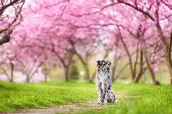 berger des pyrénées