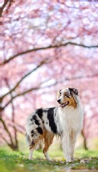 Australian Shepherd
