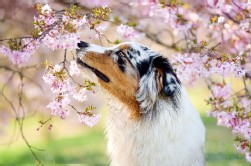 Australian Shepherd Australian Shepherd