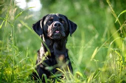 Labrador schwarz