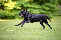 Labrador schwarz