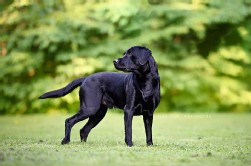 Labrador schwarz