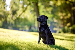 Labrador schwarz
