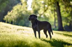 Labrador schwarz