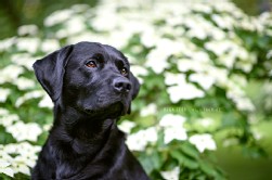 Labrador schwarz