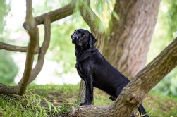 Labrador schwarz