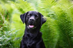 Labrador schwarz