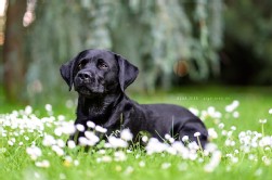 Labrador schwarz