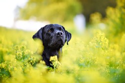 Labrador schwarz