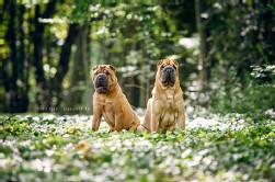Shar Pei
