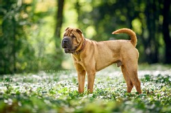 Shar Pei