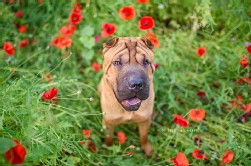 Shar Pei