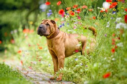 Shar Pei