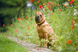 Shar Pei