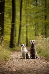 Labrador Silber + Australian Shepherd