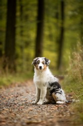 Australian Shepherd