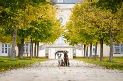 Labrador Silber + Australian Shepherd Labrador Silber + Australian Shepherd