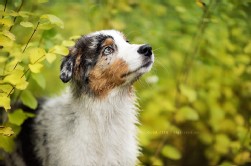 Australian Shepherd