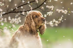 Cocker Spaniel