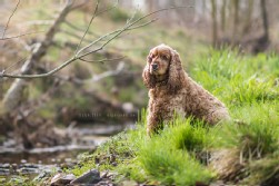 Cocker Spaniel