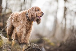 Cocker Spaniel