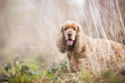 Cocker Spaniel
