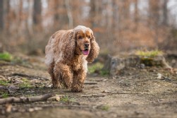 Cocker Spaniel