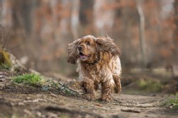 Cocker Spaniel