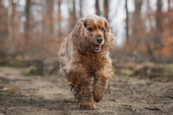 Cocker Spaniel