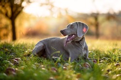Weimaraner